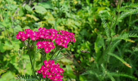 pink flower close up on green grass backgroundの写真素材
