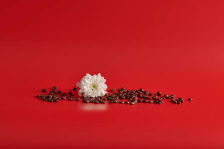 chrysanthemum and coffee lie on a red backgroundの写真素材