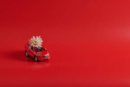 one white flower on a red car lies on a red backgroundの写真素材