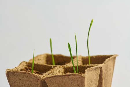 side view of young sprouts of greenery in pots with soilの写真素材