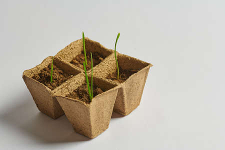 young sprouts of greenery in pots with soilの写真素材