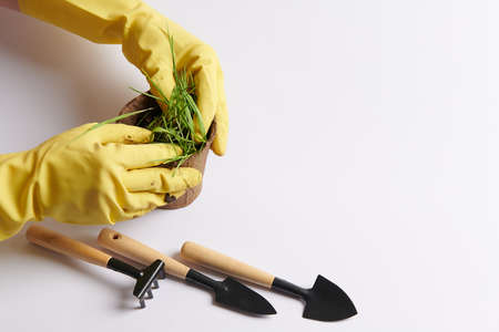 planting a seedling in a pot with yellow glovesの写真素材