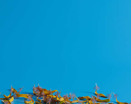 yellow petals lie on a blue backgroundの写真素材