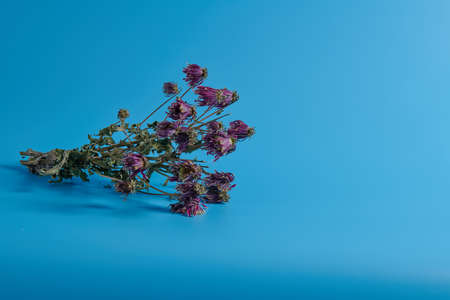 dry bouquet of chrysanthemums lie on a blue backgroundの写真素材