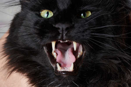 meowing black cat opened its mouth largeの写真素材