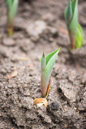tulip sprout in the soil in the parkの写真素材