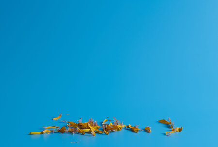 yellow dry petals lie on a blue background