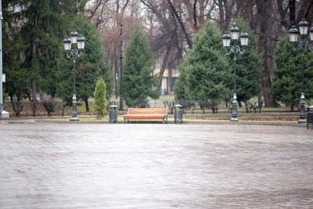bench and beautiful spruce trees wet from the rain in the park of Almatyの写真素材