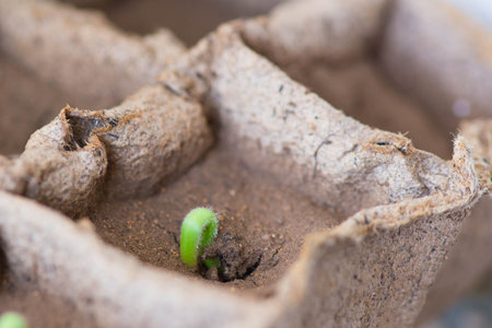 a pumpkin seed sprout in a pot