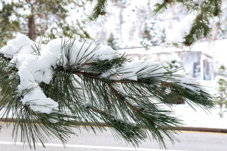 a pine branch covered with snow in winter