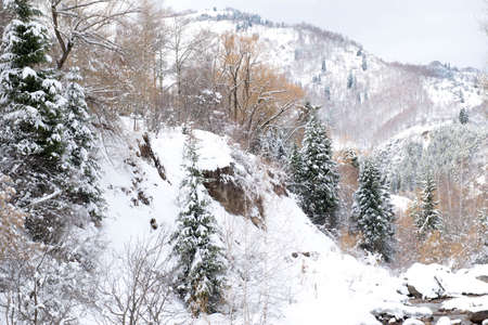 beautiful winter landscape with fir trees in the snowの写真素材