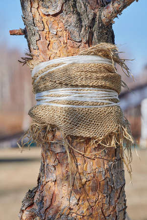 bark of one tree wrapped in a ragの写真素材