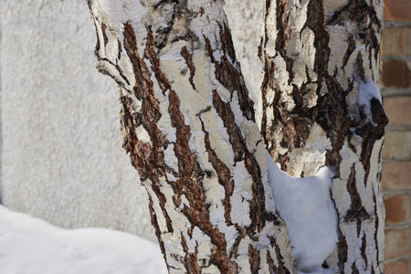 birch in the snow stands in winter