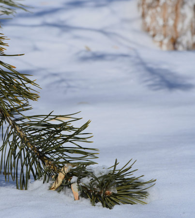 a spruce branch fell on the snow