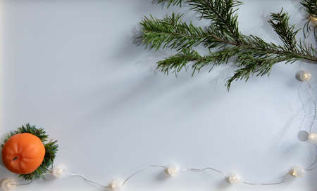 citrus on the table with a spruce branchの写真素材