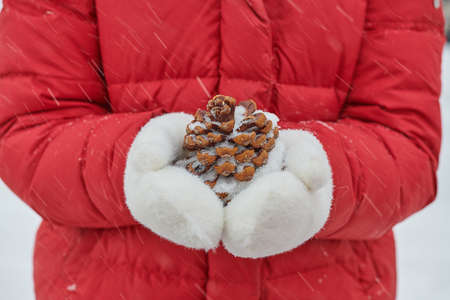 in winter in white mittens a pine cone in the snowの写真素材