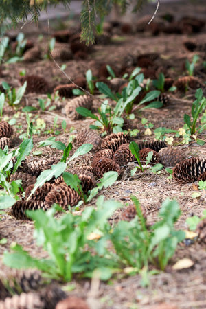 brown spruce cones lie on the ground