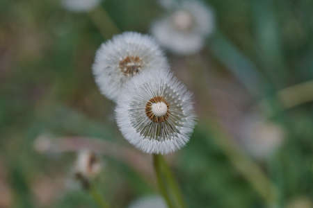 several white dandelion large blanc growing in natureの写真素材