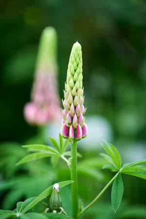 gorgeous lupine flower grows in the countryの写真素材