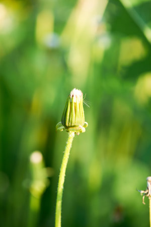 white dandelion large blanc grows in natureの写真素材