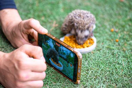 a little prickly hedgehog is filmed on the phoneの写真素材