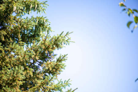 fragment of green spruce and blue skyの写真素材