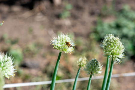 Dagestan onion blooms beautifully in the countryの写真素材