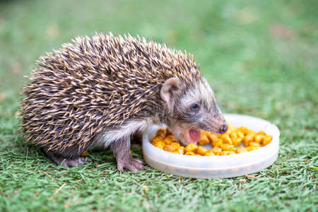 a small hedgehog eats on the grass from the lidの写真素材