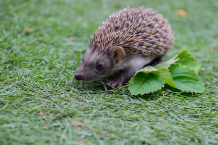 on the grass, a cute hedgehog with a strawberry leaf runsの写真素材
