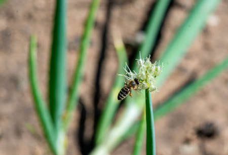 a large bee flew to the flower of an ornamental bowの写真素材