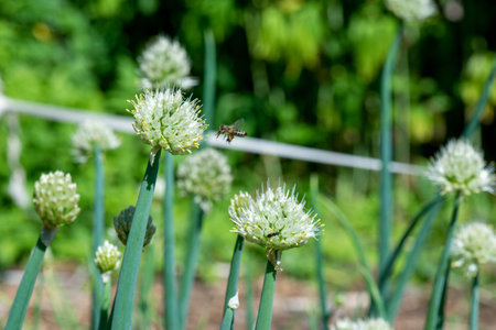 one wasp flew to the garden with a decorative bow