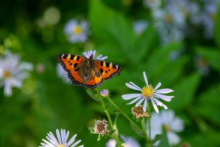 red butterfly on the flower of the village