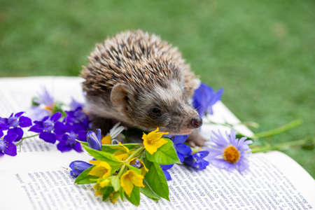 yellow flowers on open books sniffs a hedgehogの写真素材