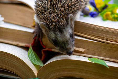 cute hedgehog nose on books in the meadowの写真素材