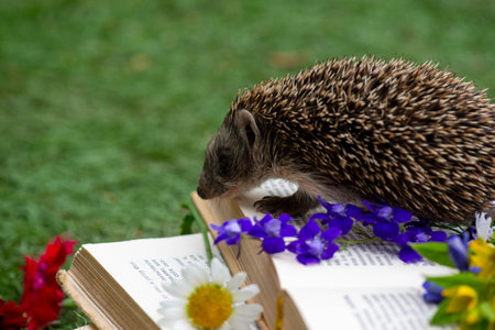 flowers and a hedgehog in the summer in the meadowの写真素材