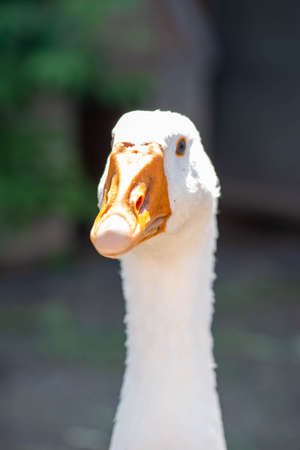 domestic white beautiful goose smart and waterfowlの写真素材