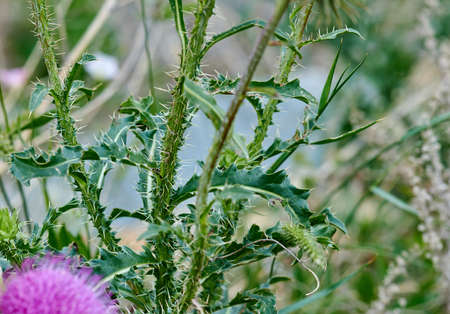 bright green grass growing in the field in summerの写真素材