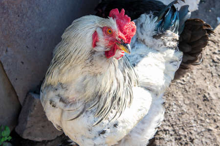 white rooster in the yard of the barnの写真素材