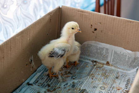 yellow little chickens sitting in a boxの写真素材