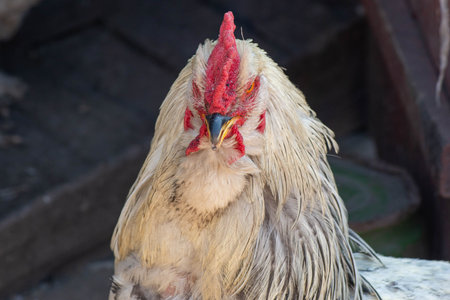 portrait of a white vocal fighting rooster
