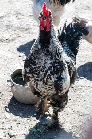 black and white petit noble in the yard of the barnの写真素材