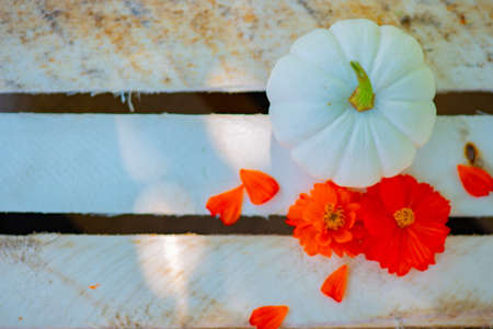 white pumpkin and flowers on wooden backgroundの写真素材