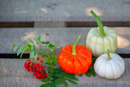 rowan on a wooden background and pumpkin lieの写真素材