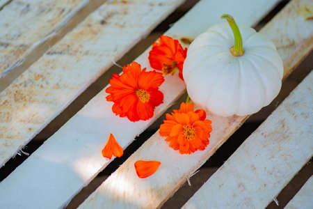 orange flowers and white pumpkin on wooden backgroundの写真素材