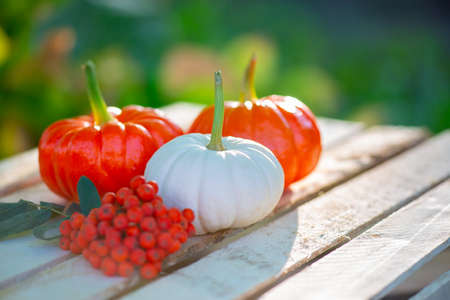rowan brush and colored pumpkin lie on the chalkboardの写真素材