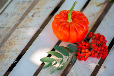 orange pumpkin with rowan on wooden backgroundの写真素材