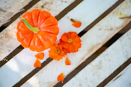 juicy pumpkin and flowers on wooden backgroundの写真素材