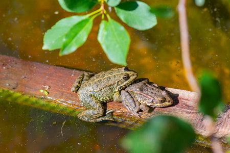 two frogs sit on a dark boardの写真素材