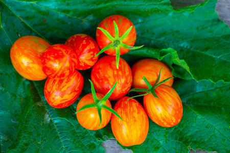 a handful of tomato lies on a green backgroundの写真素材