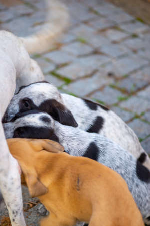 beautiful dog bitch feeds her little puppies in georgiaの写真素材